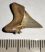 Jeakelotodus trigonalis shark tooth from Belgium