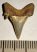 Jeakelotodus trigonalis shark tooth from Belgium