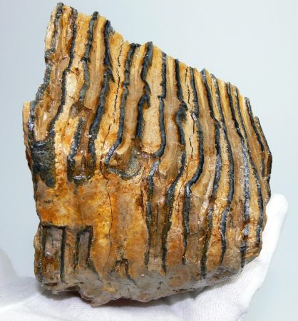 Mammuthus primigenius részleges fog darab (882 gramm)  ELFOGYOTT (LL b) 02