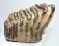 Mammuthus primigenius partial tooth (882 grams) SOLD (LL b) 02