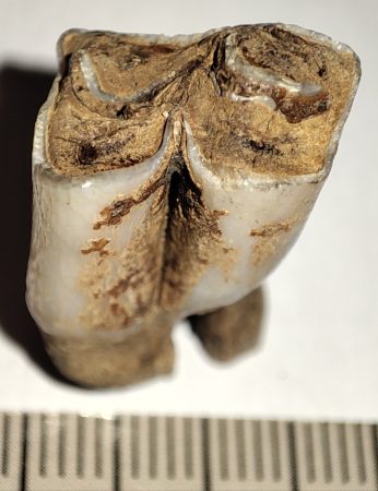 Eotragus sp. fog Indonéziából Eotragus sp. fog Indonéziából