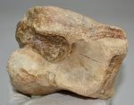 Mammuthus primigenius lábfej csont (magnum)