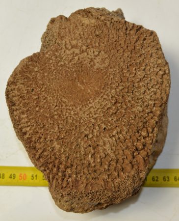 Mammuthus primigenius részleges csigolya csont (772 gramm)