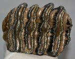 Mammuthus meridionalis részleges fog (1129 gramm)