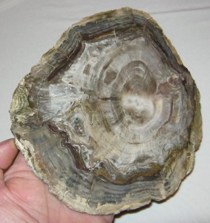 Wood fossil from Brazilia (203 mm)