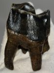 Woolly Rhino upper tooth (203 grams) Coelodonta antiquitatis