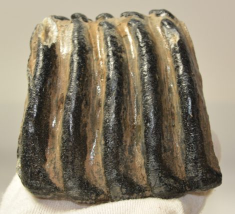 Mammuthus meridionalis partial tooth (1206 grams) SOLD (E) 10 Mammuthus meridionalis partial tooth (1206 grams) SOLD (E) 10