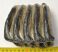 Mammuthus meridionalis partial tooth (1206 grams) SOLD (E) 10 Mammuthus meridionalis partial tooth (1206 grams) SOLD (E) 10