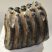 Mammuthus meridionalis partial tooth (1206 grams) SOLD (E) 10 Mammuthus meridionalis partial tooth (1206 grams) SOLD (E) 10