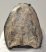 Mammuthus meridionalis partial tooth (1206 grams) SOLD (E) 10 Mammuthus meridionalis partial tooth (1206 grams) SOLD (E) 10