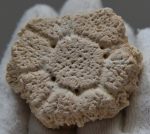  Glyptodon Armour Segments (Scutes)