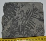 Pecopteris plumosa növény lenyomat Franciaországból