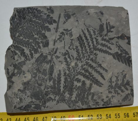 Pecopteris plumosa növény lenyomat Franciaországból