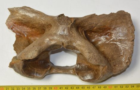 Bison priscus részleges atlas csigolya