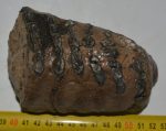 Mammuthus meridionalis részleges fog (966 gramm)