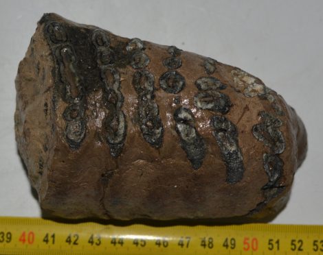 Mammuthus meridionalis részleges fog (966 gramm)