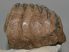 Mammuthus meridionalis részleges fog (966 gramm)