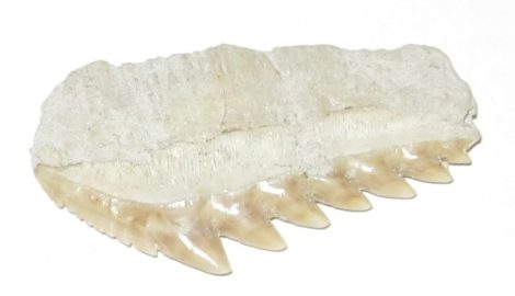 Notidanidon loozi cápafog Marokkóból