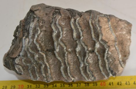 Mammuthus meridionalis partial tooth (898 grams)