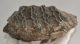 Mammuthus meridionalis partial tooth (898 grams)