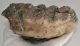 Mammuthus meridionalis partial tooth (898 grams)