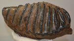 Mammuthus meridionalis partial tooth (3580 grams)