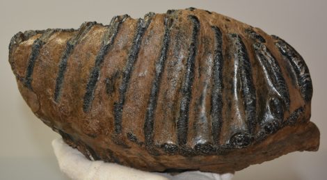 Mammuthus meridionalis partial tooth (3580 grams)