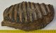 Mammuthus meridionalis partial tooth (3580 grams)