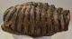 Mammuthus meridionalis partial tooth (3580 grams)