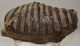 Mammuthus meridionalis partial tooth (3580 grams)