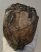 Mammuthus meridionalis partial tooth (3580 grams)