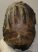 Mammuthus meridionalis partial tooth (3580 grams)