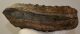 Mammuthus meridionalis partial tooth (3580 grams)