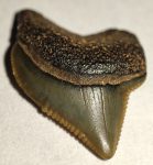 Squalicorax microserratus shark tooth