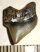 Squalicorax microserratus shark tooth