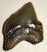 Squalicorax microserratus shark tooth