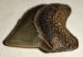 Squalicorax microserratus shark tooth