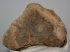 Mammuthus meridionalis láb csont (lunatum)