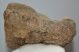 Mammuthus meridionalis partial foot bone (lunatum)