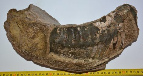 Mammuthus meridionalis partial jaw bone (364 mm)