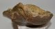 Mammuthus meridionalis partial jaw bone (364 mm)