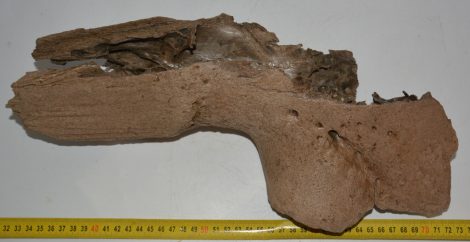 Bison priscus sztyeppei bölény részleges koponya csont