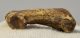  Ursus spelaeus toe bone (41,5 mm) proximal phalanges