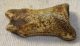  Ursus spelaeus toe bone (41,5 mm) proximal phalanges