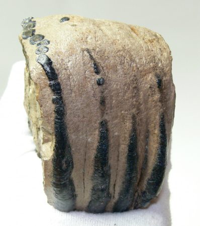 Mammuthus meridionalis részleges fog (606 gramm)