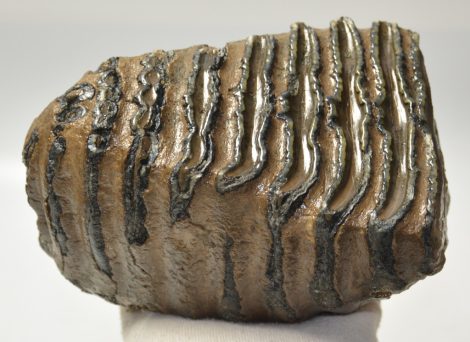 Mammuthus meridionalis részleges fog (2411 gramm)