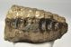 Mammuthus meridionalis részleges fog (2411 gramm)