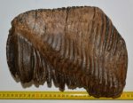   Mammuthus primigenius tooth (5040 grams) Woolly mammoth molar