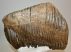 Mammuthus primigenius tooth (5040 grams) Woolly mammoth molar