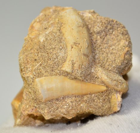 Enchodus libycus fish tooth and Mosasaurus tooth in rock